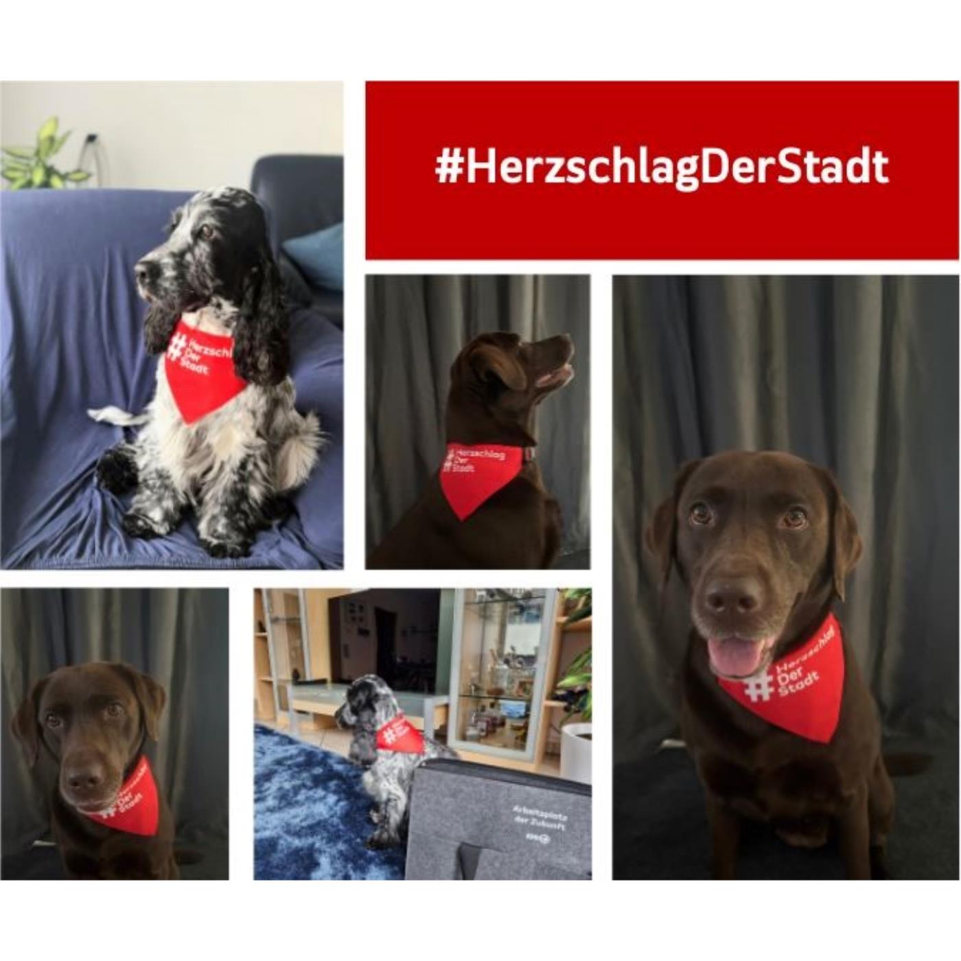 Halstuch für Vierbeiner